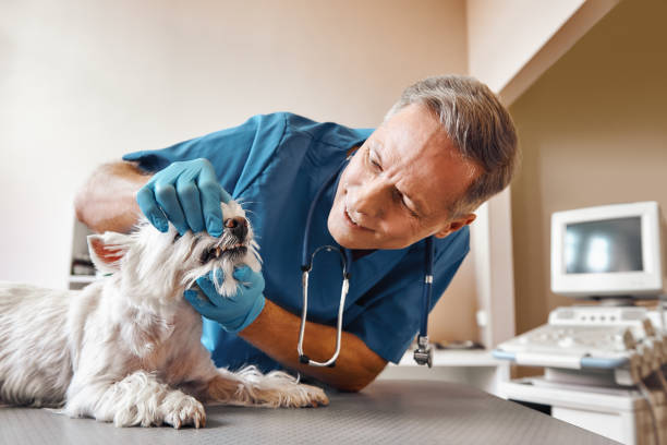 Best Emergency Dental Care for Broken or Chipped Teeth in West Bay Shore, NY